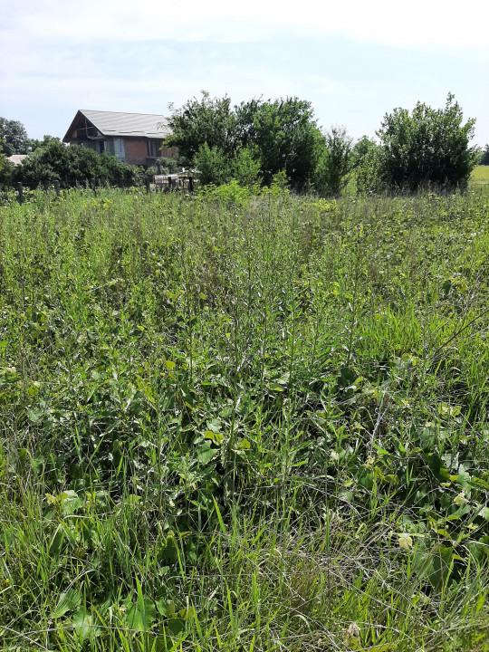 Casa in Trestieni, comuna Ulmi, Jud. Giurgiu, 25 km de Bucuresti