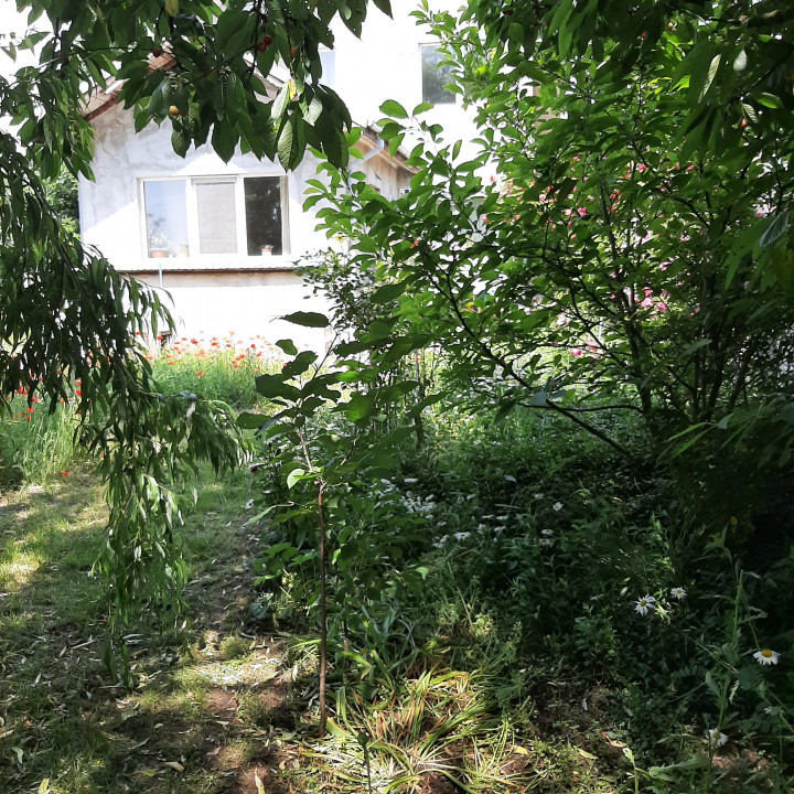 Casa individuala, in Domnesti, central, cu 600 mp tern