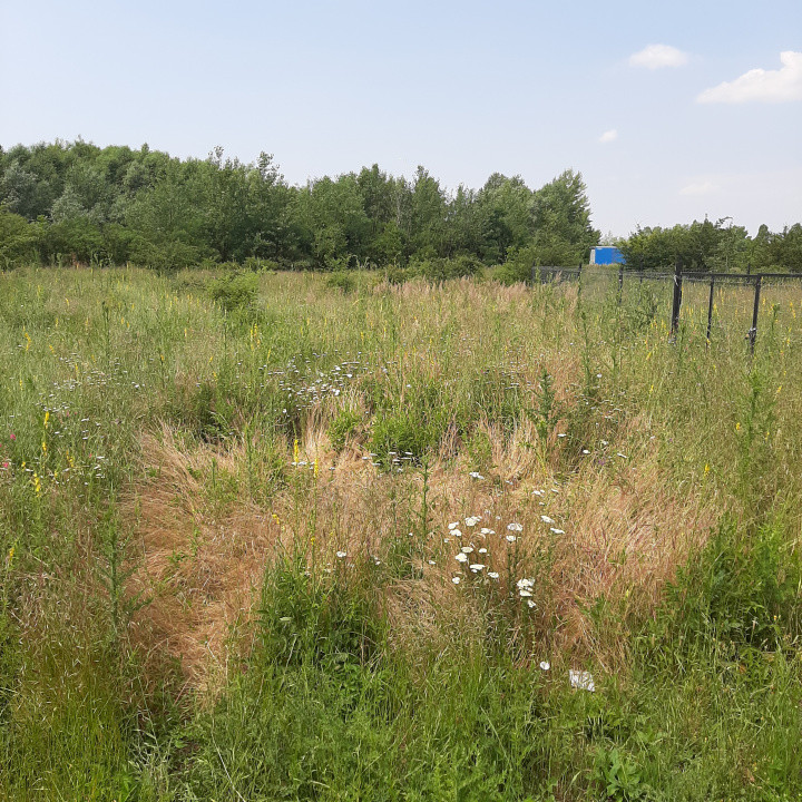 Teren 500 mp, Domnesti, str. Salciei