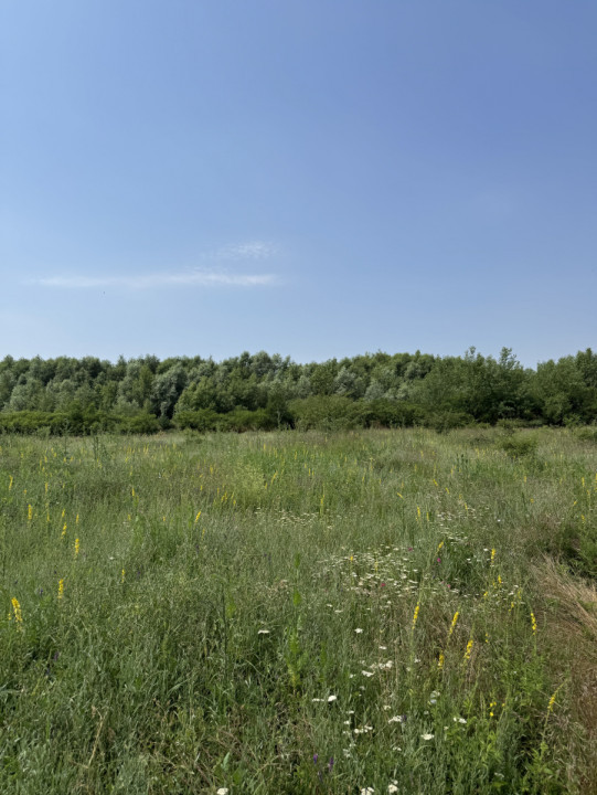 Domnesti – Strada Salciei – Teren intravilan 500 mp x 2 loturi